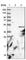 Paraoxonase 2 antibody, HPA029193, Atlas Antibodies, Western Blot image 