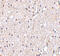 BR Serine/Threonine Kinase 2 antibody, 4085, ProSci, Immunohistochemistry frozen image 