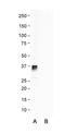 Eukaryotic Translation Initiation Factor 3 Subunit I antibody, orb326513, Biorbyt, Western Blot image 