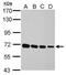 G3BP Stress Granule Assembly Factor 1 antibody, PA5-29455, Invitrogen Antibodies, Western Blot image 