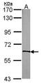 Neurotrophic Receptor Tyrosine Kinase 3 antibody, GTX102525, GeneTex, Western Blot image 