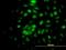 Replication Protein A4 antibody, H00029935-B01P, Novus Biologicals, Immunofluorescence image 