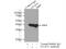 G Protein Subunit Alpha O1 antibody, 12635-1-AP, Proteintech Group, Immunoprecipitation image 