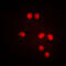 ETS Variant 6 antibody, LS-C352175, Lifespan Biosciences, Immunofluorescence image 