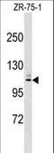  antibody, LS-C158098, Lifespan Biosciences, Western Blot image 