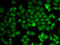 Inosine Monophosphate Dehydrogenase 2 antibody, 19-607, ProSci, Immunofluorescence image 