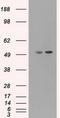CD4 antibody, CF500479, Origene, Western Blot image 