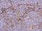 Integrin Subunit Alpha 2b antibody, GTX113758, GeneTex, Immunohistochemistry paraffin image 