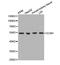 Extracellular Matrix Protein 1 antibody, STJ23466, St John