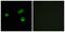 Olfactory receptor, family 7, subfamily E, member 5 pseudogene antibody, PA5-39705, Invitrogen Antibodies, Immunofluorescence image 