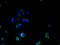 Melanoma Cell Adhesion Molecule antibody, CSB-MA013563A0m, Cusabio, Immunofluorescence image 