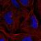 Zinc Finger Protein 616 antibody, HPA062639, Atlas Antibodies, Immunofluorescence image 