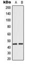 Macrophage Erythroblast Attacher antibody, LS-C354134, Lifespan Biosciences, Western Blot image 