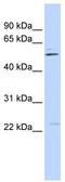 Tripartite Motif Containing 35 antibody, TA335370, Origene, Western Blot image 
