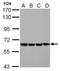 EH Domain Containing 4 antibody, NBP2-16287, Novus Biologicals, Western Blot image 