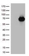 Arylsulfatase B antibody, TA812951, Origene, Western Blot image 