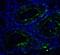 SWI/SNF Related, Matrix Associated, Actin Dependent Regulator Of Chromatin, Subfamily A, Member 4 antibody, NBP2-41270, Novus Biologicals, Immunocytochemistry image 