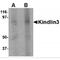 Fermitin Family Member 3 antibody, MBS151007, MyBioSource, Western Blot image 