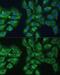 Eukaryotic Translation Initiation Factor 3 Subunit D antibody, GTX64820, GeneTex, Immunofluorescence image 