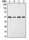 Cell Division Cycle 37 antibody, orb215040, Biorbyt, Western Blot image 