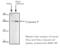 Caspase 9 antibody, ADI-AAM-149-E, Enzo Life Sciences, Western Blot image 