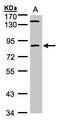 LIM Domain Kinase 2 antibody, LS-C185916, Lifespan Biosciences, Western Blot image 