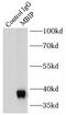 MAP3K12 Binding Inhibitory Protein 1 antibody, FNab05039, FineTest, Immunoprecipitation image 