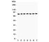 Mitotic Arrest Deficient 1 Like 1 antibody, R31675, NSJ Bioreagents, Western Blot image 