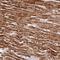 ATP Synthase F1 Subunit Alpha antibody, NBP2-38525, Novus Biologicals, Immunohistochemistry frozen image 