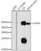 Ubiquitin Specific Peptidase 9 X-Linked antibody, 16-541, ProSci, Western Blot image 