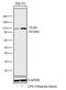 Toll Like Receptor 4 antibody, 48-2300, Invitrogen Antibodies, Western Blot image 