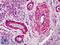 Caveolin 1 antibody, LS-B150, Lifespan Biosciences, Immunohistochemistry paraffin image 