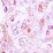 Parvalbumin antibody, orb214485, Biorbyt, Immunohistochemistry paraffin image 
