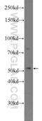 Lipase I antibody, 24300-1-AP, Proteintech Group, Western Blot image 