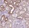 Voltage Dependent Anion Channel 1 antibody, NBP2-38163, Novus Biologicals, Immunohistochemistry frozen image 
