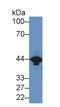 Creatine Kinase, M-Type antibody, LS-C298290, Lifespan Biosciences, Western Blot image 
