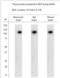 Transient Receptor Potential Cation Channel Subfamily A Member 1 antibody, NB100-91319, Novus Biologicals, Western Blot image 