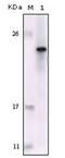 FES Proto-Oncogene, Tyrosine Kinase antibody, NBP1-28880, Novus Biologicals, Western Blot image 