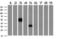 Neuroplastin antibody, LS-C786912, Lifespan Biosciences, Western Blot image 