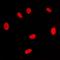 Retinoid X Receptor Gamma antibody, orb214549, Biorbyt, Immunofluorescence image 