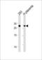 Transcription factor 21 antibody, LS-C161770, Lifespan Biosciences, Western Blot image 