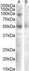 Sulfatase 2 antibody, EB09127, Everest Biotech, Western Blot image 