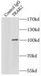 Trafficking Kinesin Protein 2 antibody, FNab08925, FineTest, Immunoprecipitation image 