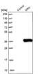 Spermidine Synthase antibody, PA5-53377, Invitrogen Antibodies, Western Blot image 