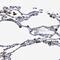 Fructose-Bisphosphatase 2 antibody, NBP1-86473, Novus Biologicals, Immunohistochemistry paraffin image 