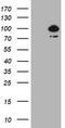 HBS1 Like Translational GTPase antibody, TA800566AM, Origene, Western Blot image 