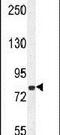 WD Repeat Containing Planar Cell Polarity Effector antibody, PA5-24271, Invitrogen Antibodies, Western Blot image 