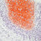 Collagen Type II Alpha 1 Chain antibody, LS-C87481, Lifespan Biosciences, Immunohistochemistry frozen image 