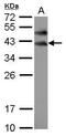 Boule Homolog, RNA Binding Protein antibody, GTX116791, GeneTex, Western Blot image 