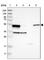 Aldehyde Dehydrogenase 3 Family Member A2 antibody, HPA014769, Atlas Antibodies, Western Blot image 
